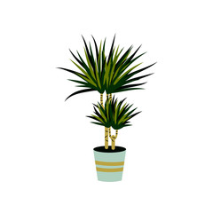 Vector illustration of a dracaena isolated on white. Home plant in a pot. Interior design element.