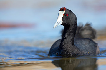 Lone Red Knobbed Coot swimming on a pond with perfect reflection