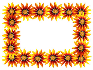 Beautiful floral background from orange gazania
 