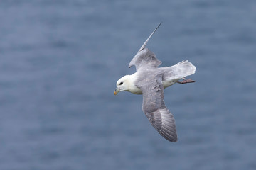 One Fulmar glide on the wind along a cliff on Shetland Islands