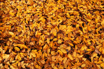 small yellow leaves background
