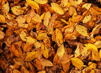 small yellow leaves background