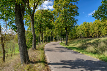 Allee in Masuren in Polen