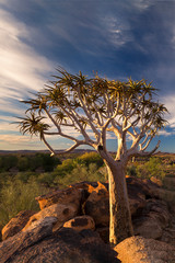 Landscape of a Quiver Tree with blue sky and thin clouds in dry desert