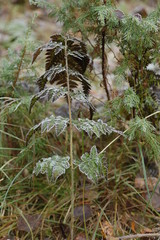 Fototapeta premium Autumn in Finland