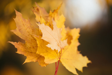 Fototapeta na wymiar Autumn colors and beauty
