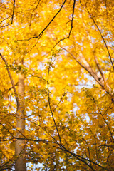 Autumn colors and beauty