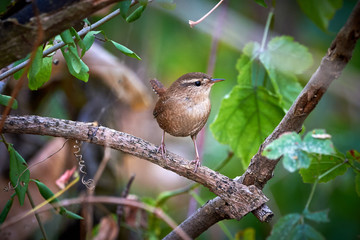Eurasian wren sitting on a branch (Troglodytes troglodytes)