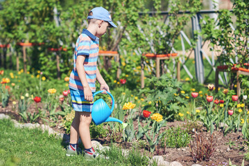 Cute European boy is watering tulipes in the countryside garden. He likes to help his mother in the garden. © Artem