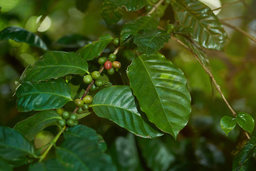 Coffee farm theme