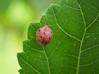 Ladybug on green leaf in natural and refreshing concept