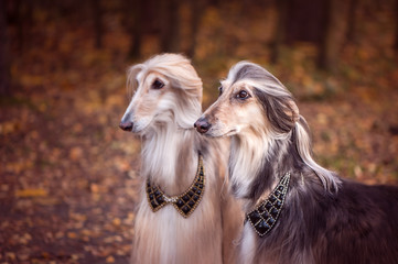 Two magnificent Afghan hounds, similar to medieval lords, with hairstyles and collars.Stylish, gorgeous dogs on the background of the autumn mystical forest