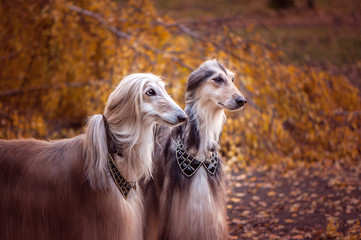 Naklejka na ściany i meble Two magnificent Afghan hounds, similar to medieval lords, with hairstyles and collars.Stylish, gorgeous dogs on the background of the autumn mystical forest