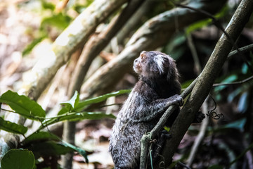 Common marmoset monkey at Urca Mountain trail - Rio de Janeiro, Brazil