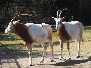 Säbelantilopen - Afrika