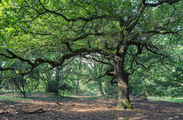 Baum am Rand der Westruper Heide