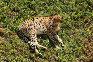 Big Cat Relaxing in the Sun