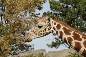 Close Up Giraffe