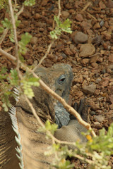Close Up Reptile