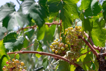 Vine grapes bunch in vineyard