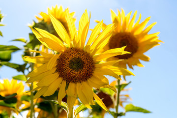yellow sunflower against the blue sky,