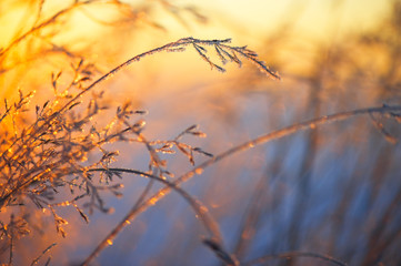 Frost and ice crystals on grass. Selective focus and shallow depth of field.