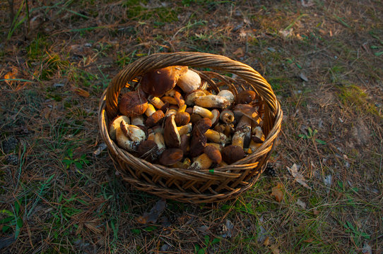 Fresh edible mushrooms in basket in autumn