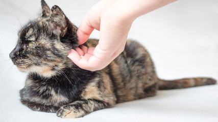Relaxed senior tortoiseshell cat enjoys being petted by female hand. Womans hand petting cat in white background.