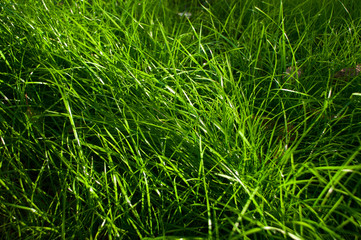 Green grass natural background texture. Grass for the background