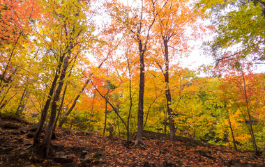Treetops with a lot of different colors viewed from below. Photo taken from inside a beautiful forest during autumn 2018 in the Province of Quebec, Canada.