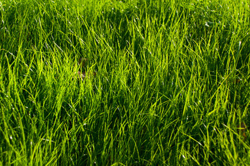 Green grass natural background texture. Lawn for the background in the early morning