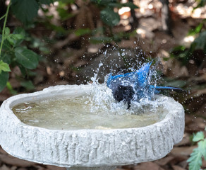 Blue jay at the bath