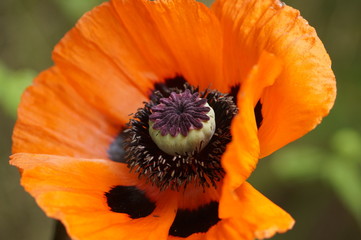 Mohnblüte