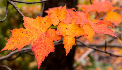 Close-up photo of orange/yellow maple leaves with a blurry background of the forest. Photo taken from inside a beautiful natural park during autumn 2018 in the Province of Quebec, Canada.