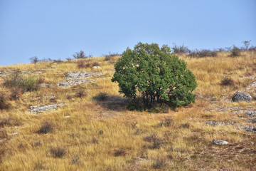 Autumn countryside landscape with green tree in nature reserve of Mouth of Dobrogea, Dobrogea land , Romania