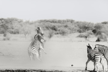 Obraz na płótnie Canvas zebra in action 