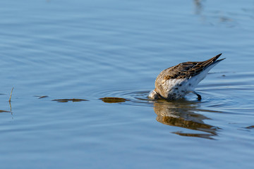 Dunlin (Calidris alpina)