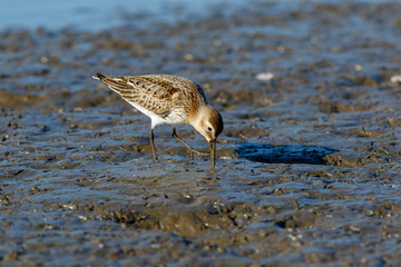 Dunlin (Calidris alpina)