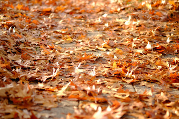 Background with fallen autumnal leaves