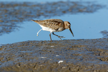 Dunlin (Calidris alpina)