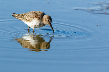 Dunlin (Calidris alpina)