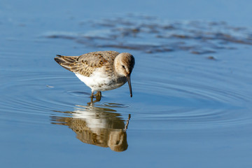 Dunlin (Calidris alpina)