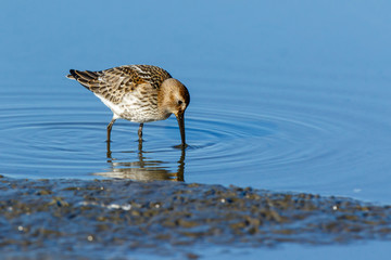 Dunlin (Calidris alpina)
