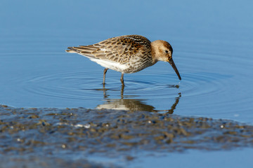 Dunlin (Calidris alpina)
