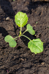 Canola at first leaf stage in the field.