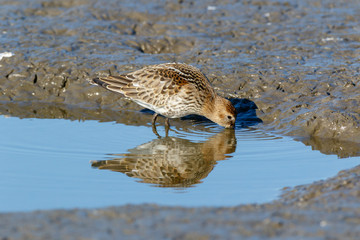 Dunlin (Calidris alpina)