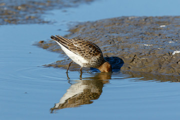 Dunlin (Calidris alpina)