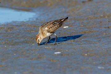 Dunlin (Calidris alpina)