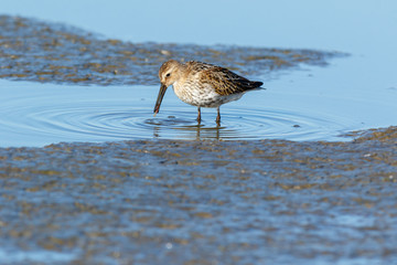 Dunlin (Calidris alpina)