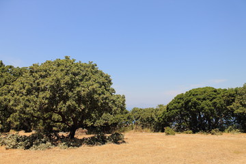 tree in the field